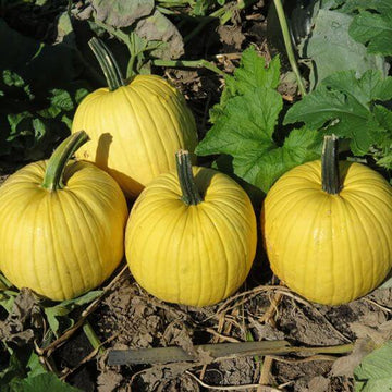 Pumpkin Seeds – Yellow