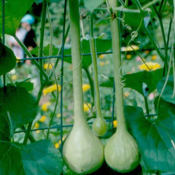 Pumpkin Seeds – Dipper