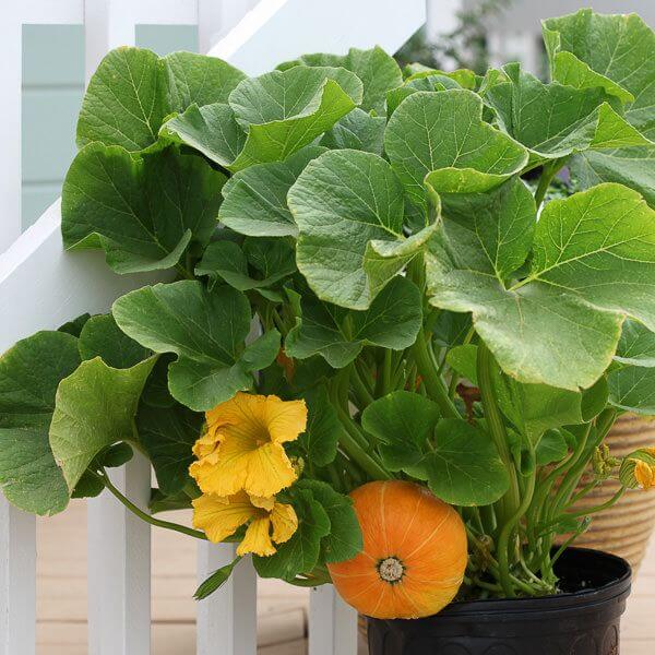Pumpkin Seeds - All In One For Home Gardens