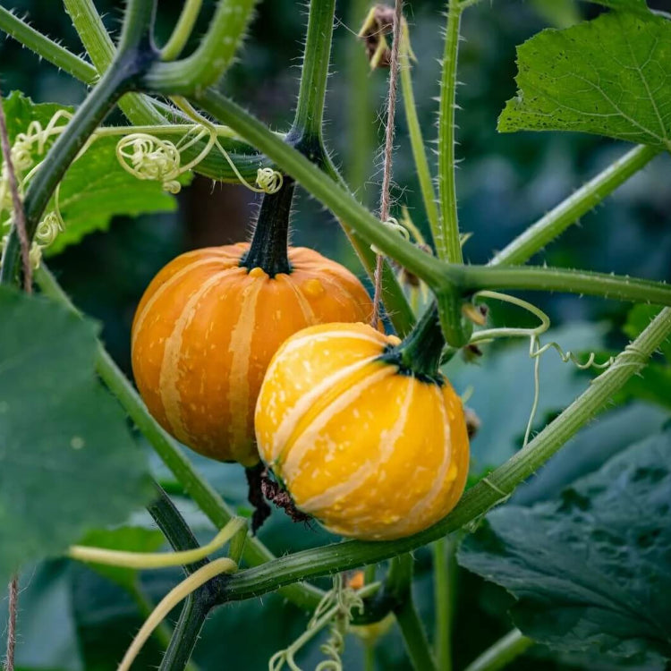 Pumpkin Seeds - All In One For Home Gardens