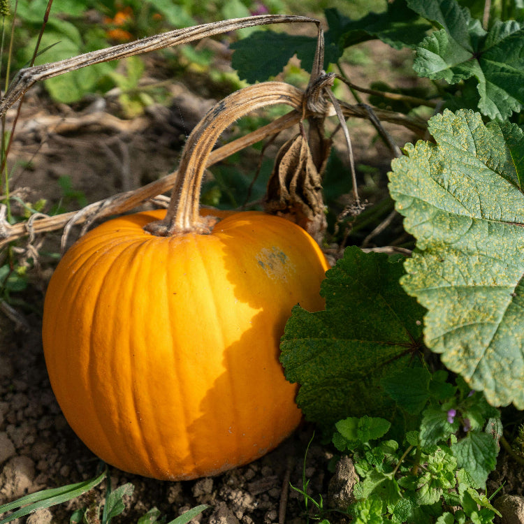 Pumpkin Seeds - All In One For Home Gardens