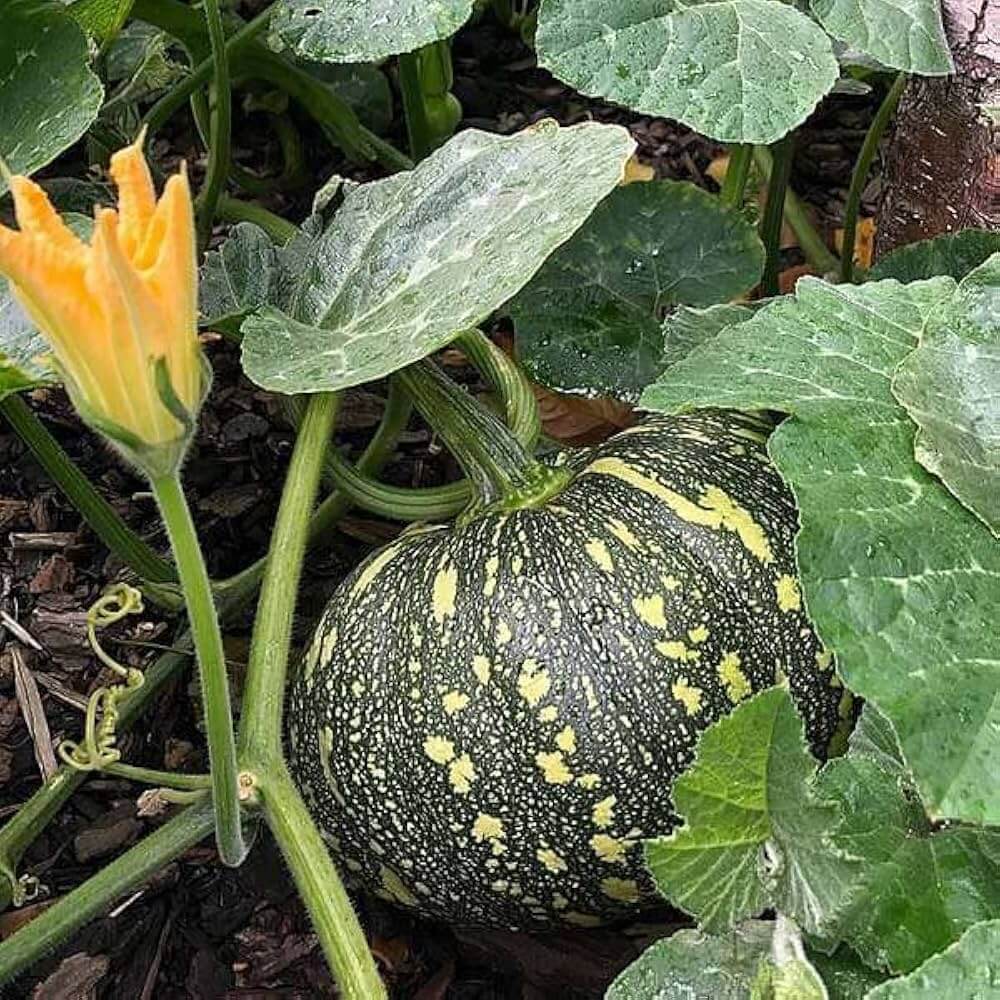 Pumpkin Seeds - Vegetable Plant for Home Gardens