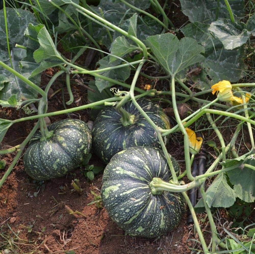 Pumpkin Seeds - Vegetable Plant for Home Gardens