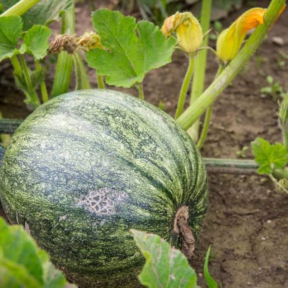 Pumpkin Seeds - Vegetable Plant for Home Gardens