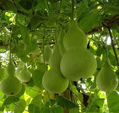 Pumpkin Seeds – Lagenaria Siceraria 