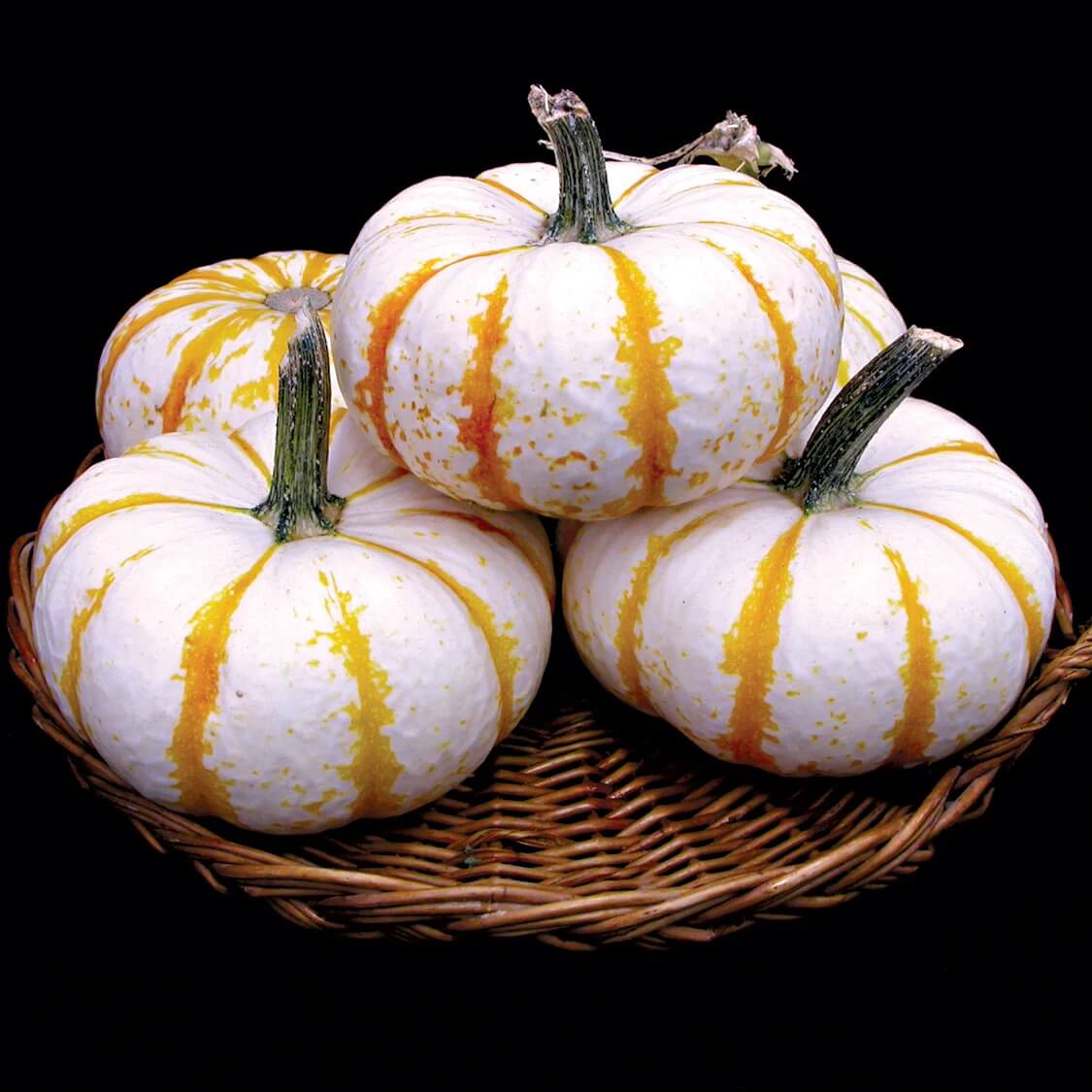 Pumpkin Seeds – Lil' Pump Ke Mo 