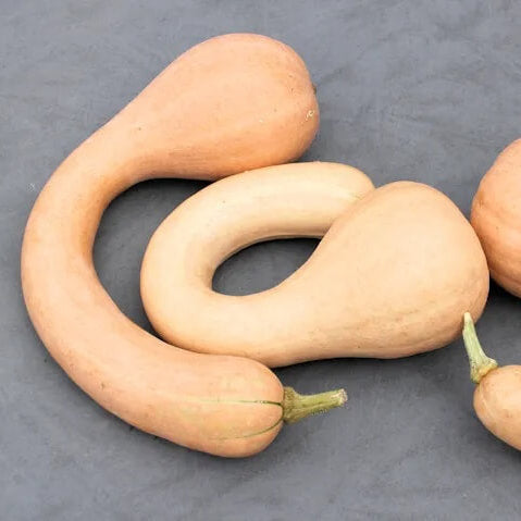 Pumpkin Seeds – Neck