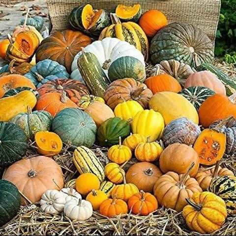 Pumpkin Seeds – Ornamental Mix