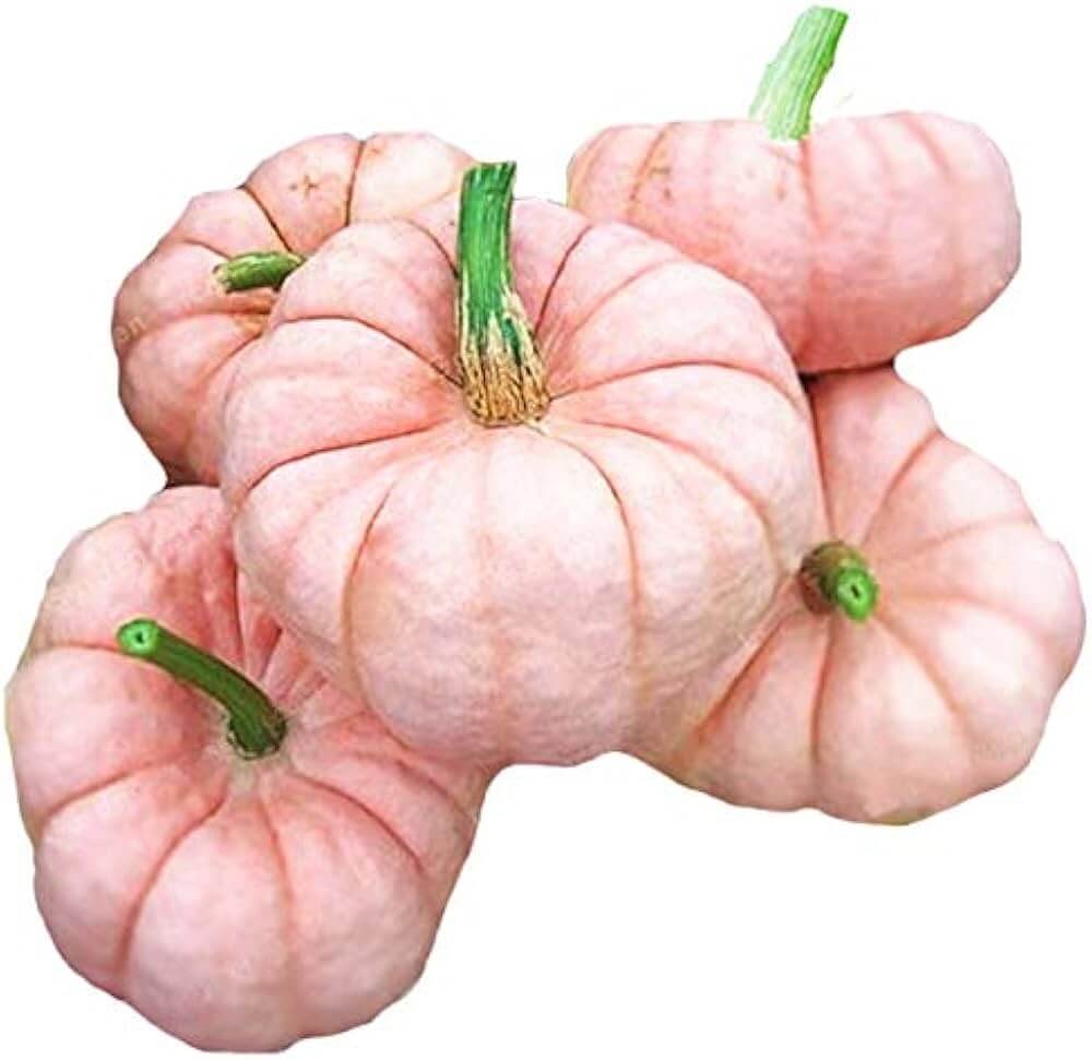 Pumpkin Seeds – Pink