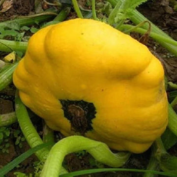 Pumpkin Seeds – Sunseanse F1