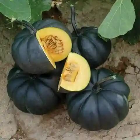 Pumpkin Seeds – Black