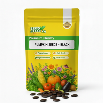 Pumpkin Seeds – Black
