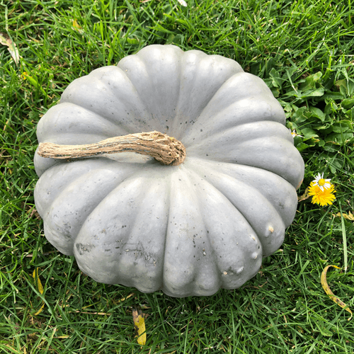 Pumpkin Seeds – Bonsai Large
