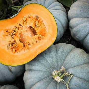 Pumpkin Seeds – Bonsai Large