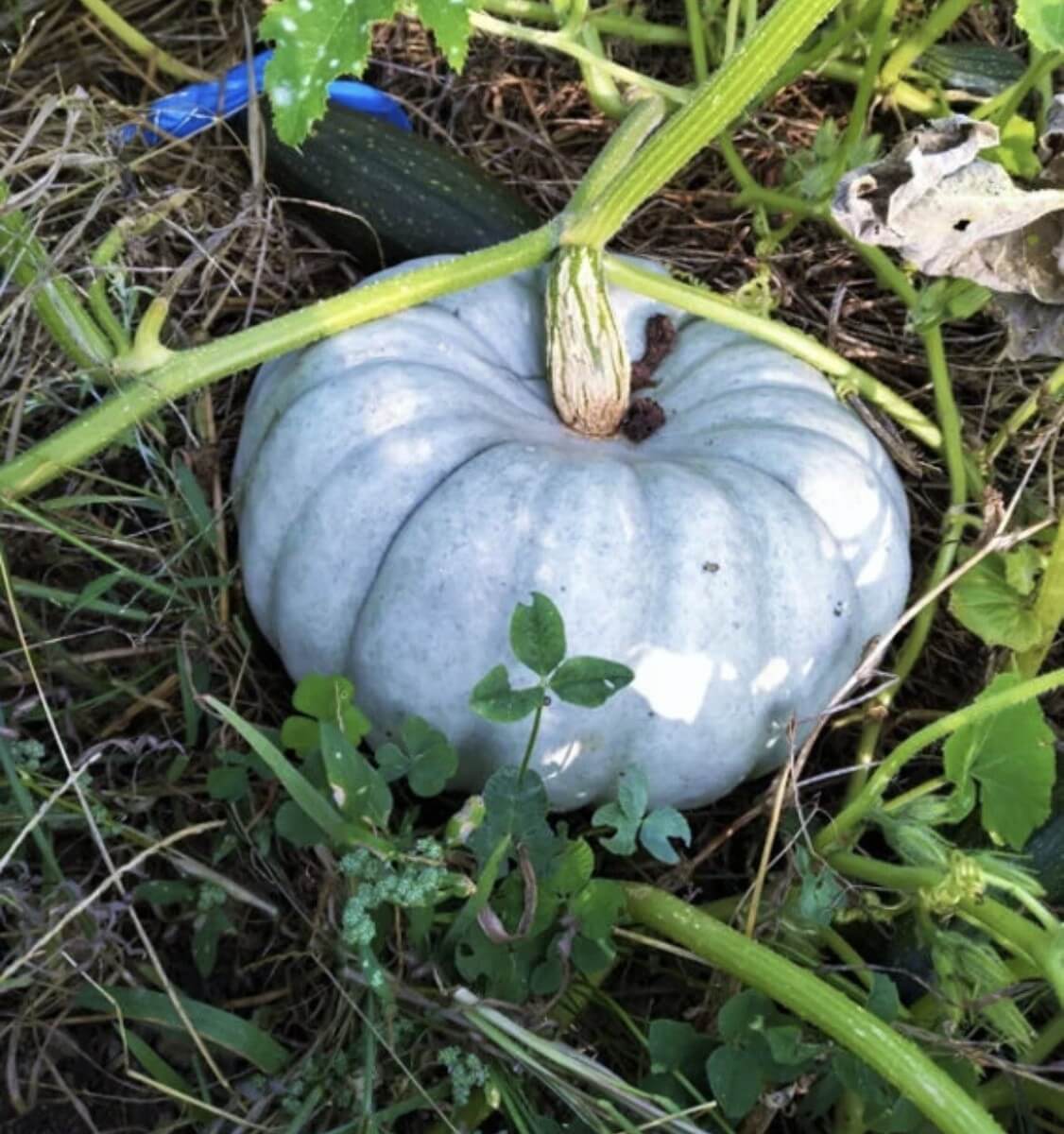 Pumpkin Seeds – Bonsai Large