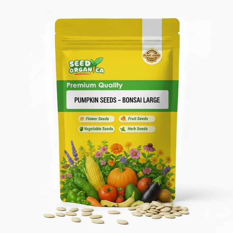 Pumpkin Seeds – Bonsai Large