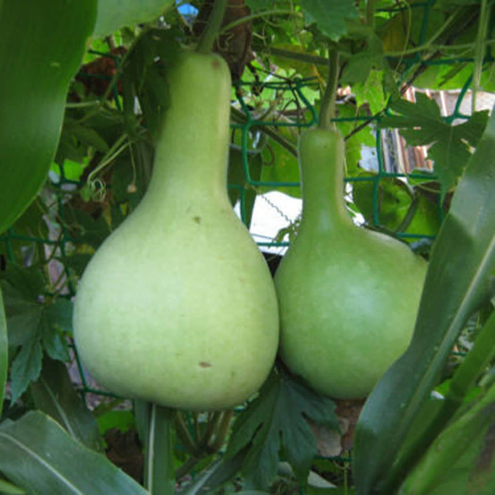 Pumpkin Seeds – Bottle 