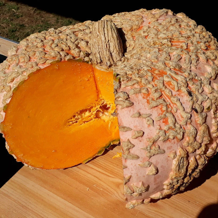 Pumpkin Seeds – Brown