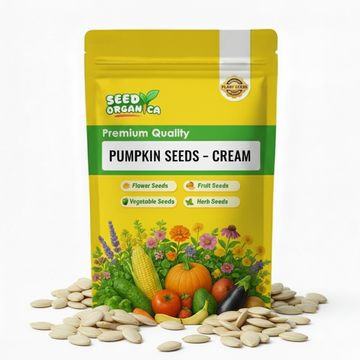 Pumpkin Seeds – Cream