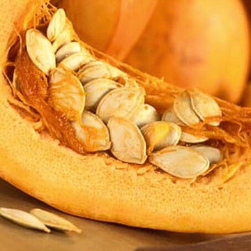 Pumpkin Seeds – Cucurbita Pepo