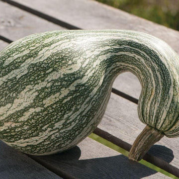 Pumpkin Seeds – Cushaw 