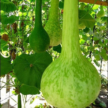 Pumpkin Seeds – Dipper