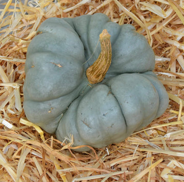 Pumpkin Seeds – Gray Triamble