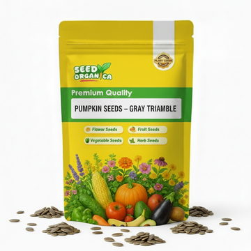 Pumpkin Seeds – Gray Triamble