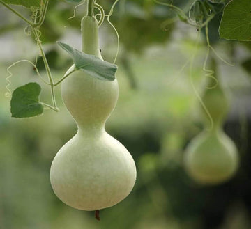 Pumpkin Seeds – Lagenaria Siceraria 