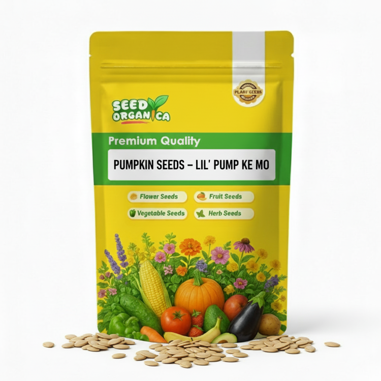Pumpkin Seeds – Lil' Pump Ke Mo