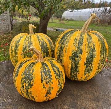 Pumpkin Seeds – Multi-Colored