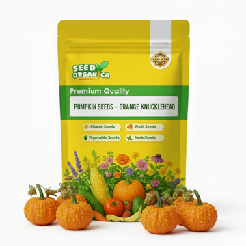 Pumpkin Seeds – Orange Knucklehead