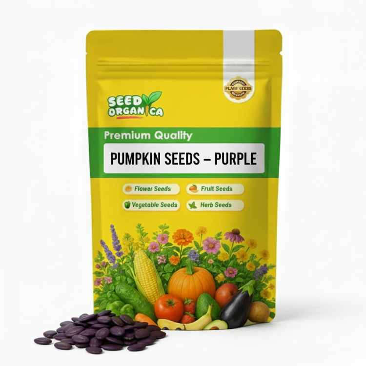 Pumpkin Seeds – Purple