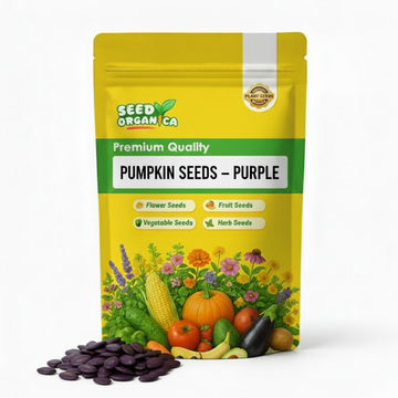 Pumpkin Seeds – Purple