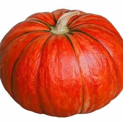 Pumpkin Seeds – Red 