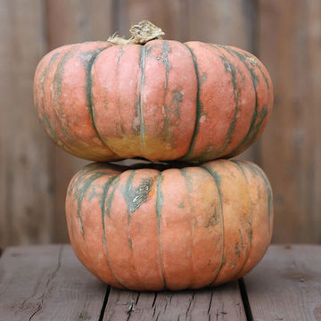 Pumpkin Seeds – Speckled Hound