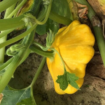 Pumpkin Seeds – Sunseanse F1