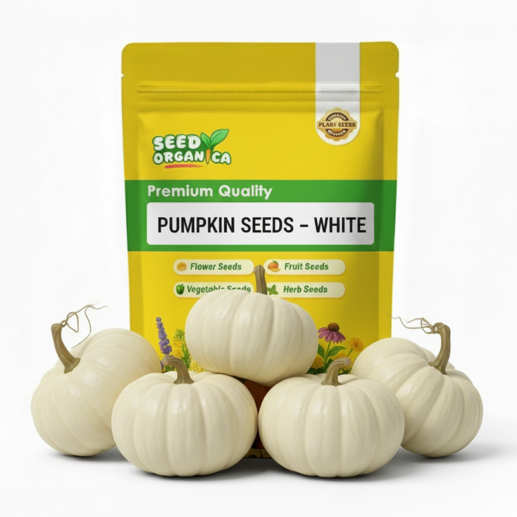 Pumpkin Seeds – White
