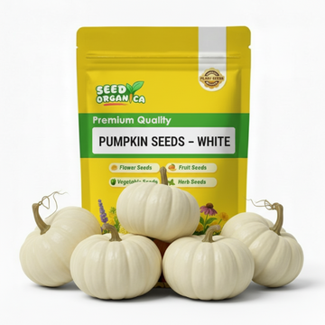 Pumpkin Seeds – White
