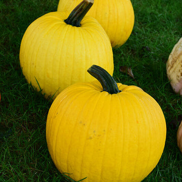 Pumpkin Seeds – Yellow