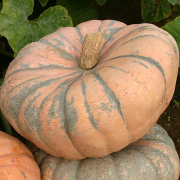 Pumpkin Seeds – Speckled Hound