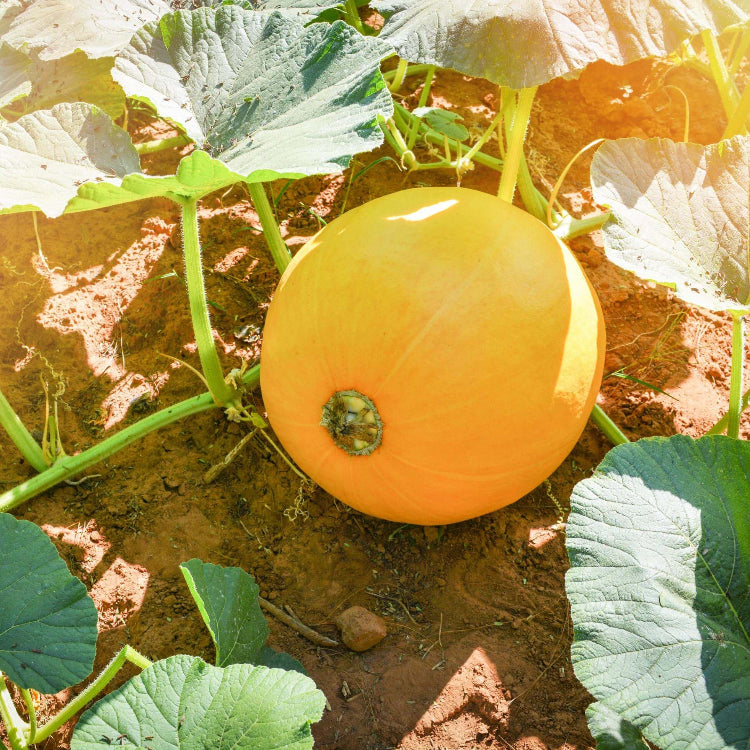 Pumpkin Seeds – Yellow