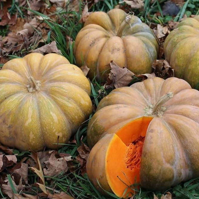 Pumpkin Seeds – Zucchini Aspn-RAN