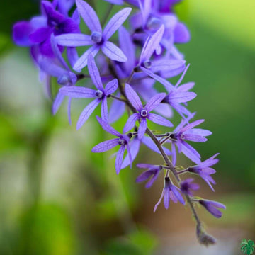 Purple Ivy Flower Seeds – Wildflower Mix