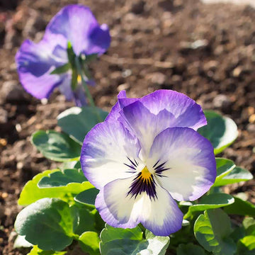 Pansy Seeds – White Violet