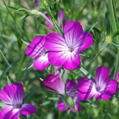 Purple Agrostemma Seeds 