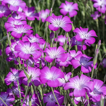 Purple Agrostemma Seeds 