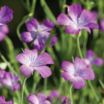 Purple Agrostemma Seeds 
