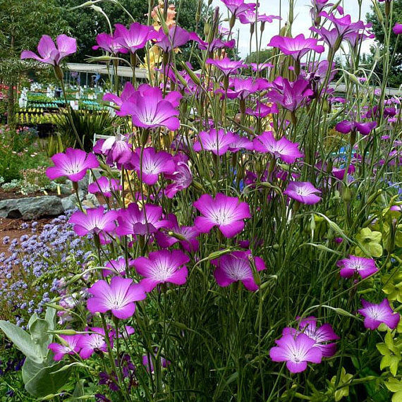 Purple Agrostemma Seeds 
