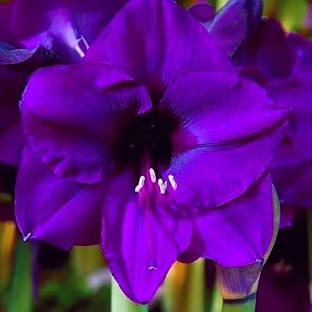 Purple Amaryllis Seeds - Flower Plant